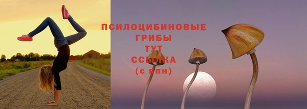 гашик Снежногорск